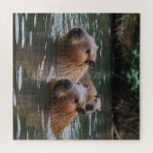 Capybaras' zwemmen in de rivier, legpuzzel (Horizontaal)