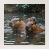 Capybaras' zwemmen in de rivier, legpuzzel (Verticaal)