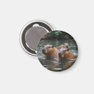 Capybaras Zwemmen In De Rivier, Magneet