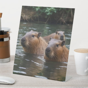 Capybaras' zwemmen in de rivier, reclamebord met voetstuk