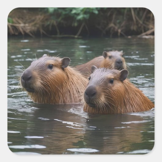 Capybaras Zwemmen In De Rivier, Vierkante Sticker (Voorkant)