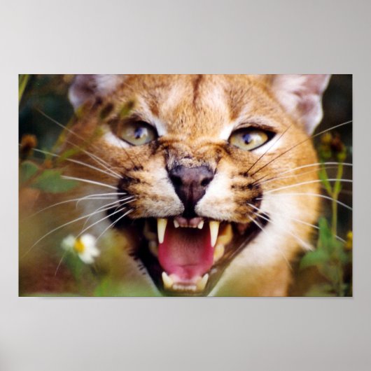 Caracal Hissing Poster (Voorkant)