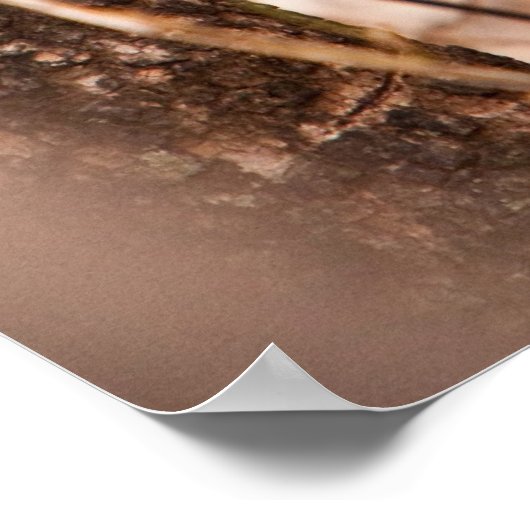 Caracal Kitten Poster (Hoek)