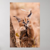 Caracal Kitten Poster (Voorkant)