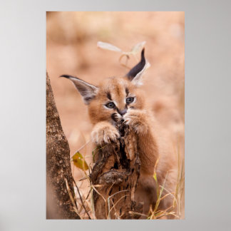 Caracal Kitten Poster