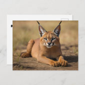 Caracal op savanne briefkaart (Voorkant / Achterkant)