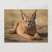 Caracal op savanne briefkaart (Voorkant)