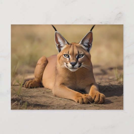 Caracal op savanne briefkaart (Voorkant)