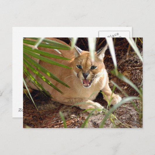 CaracalBCR047 Briefkaart (Voorkant / Achterkant)
