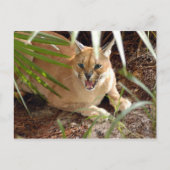 CaracalBCR047 Briefkaart (Voorkant)
