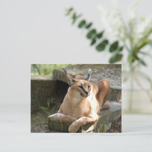 CaracalBCR055 Briefkaart (Staand voorkant)