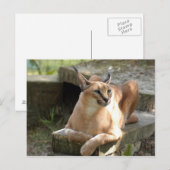CaracalBCR055 Briefkaart (Voorkant / Achterkant)
