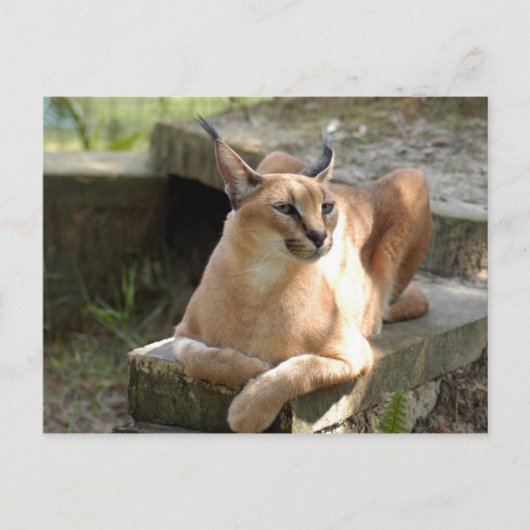 CaracalBCR055 Briefkaart (Voorkant)