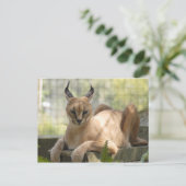 CaracalBCR058 Briefkaart (Staand voorkant)