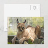 CaracalBCR058 Briefkaart (Voorkant / Achterkant)