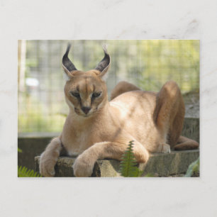 CaracalBCR058 Briefkaart
