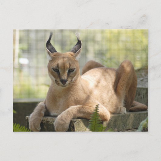 CaracalBCR058 Briefkaart (Voorkant)