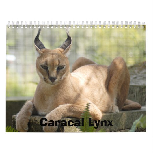 CaracalBCR058, Caracal Lynx Kalender (Hoes)