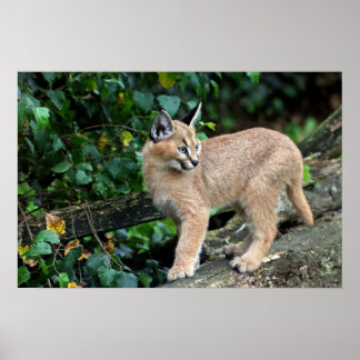 caracale kitten poster