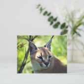 Caracale kop en schouders briefkaart (Staand voorkant)