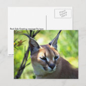 Caracale kop en schouders briefkaart (Voorkant / Achterkant)
