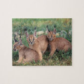 Caracals Game Puzzle Legpuzzel (Horizontaal)