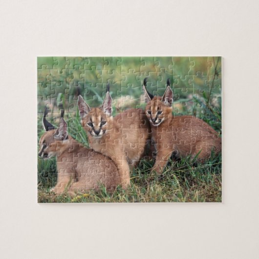 Caracals Game Puzzle Legpuzzel (Horizontaal)