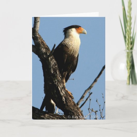 CARACARA-1-04 KAART (Voorkant)