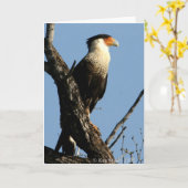 CARACARA-1-04 KAART (Gele Bloem)