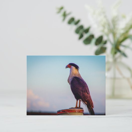 Caracara, Kissimmee Prairie State Park, Florida Briefkaart (Staand voorkant)