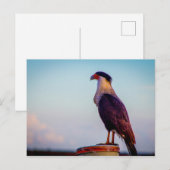 Caracara, Kissimmee Prairie State Park, Florida Briefkaart (Voorkant / Achterkant)