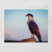 Caracara, Kissimmee Prairie State Park, Florida Briefkaart (Voorkant)