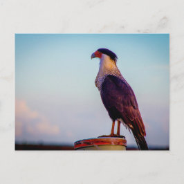 Caracara, Kissimmee Prairie State Park, Florida Briefkaart