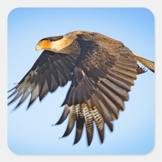 "Caracara-vlucht"  Vierkante Sticker (Voorkant)