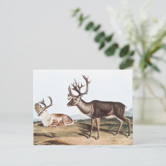 Caraïben, Amerikaanse Rein Deer (Tarandus furcifer Briefkaart (Staand voorkant)