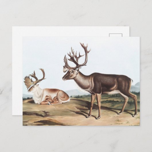 Caraïben, Amerikaanse Rein Deer (Tarandus furcifer Briefkaart (Voorkant / Achterkant)