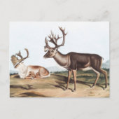 Caraïben, Amerikaanse Rein Deer (Tarandus furcifer Briefkaart (Voorkant)