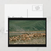 Caraïben , Arctic National Wildlife Refuge Briefkaart (Voorkant / Achterkant)