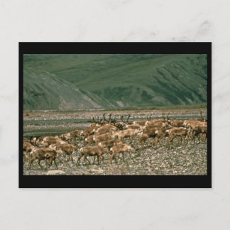 Caraïben , Arctic National Wildlife Refuge Briefkaart