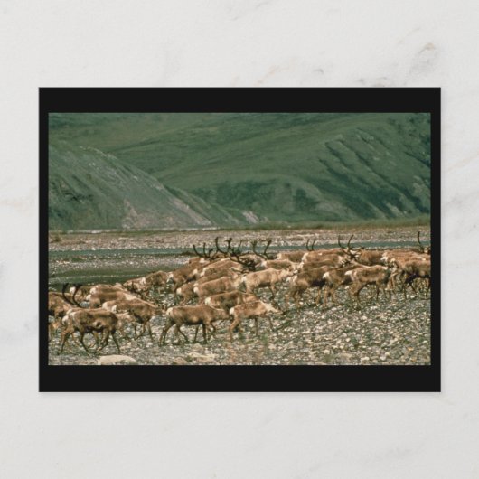 Caraïben , Arctic National Wildlife Refuge Briefkaart (Voorkant)