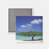 Caraïben, Aruba. Eagle Beach Magneet (Voorkant / Achterkant)