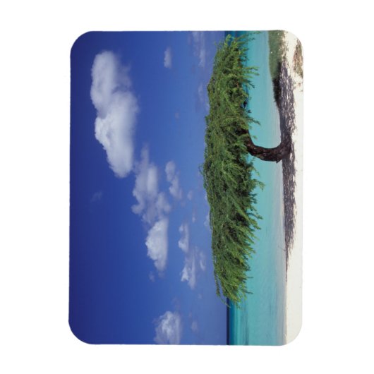 Caraïben, Aruba. Eagle Beach Magneet (Verticaal)