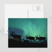 Caraïben en Noordelijke Lichten Briefkaart (Voorkant / Achterkant)