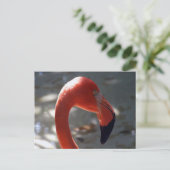 Caraïben Flamingo Briefkaart (Staand voorkant)