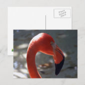 Caraïben Flamingo Briefkaart (Voorkant / Achterkant)