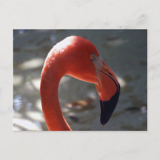 Caraïben Flamingo Briefkaart