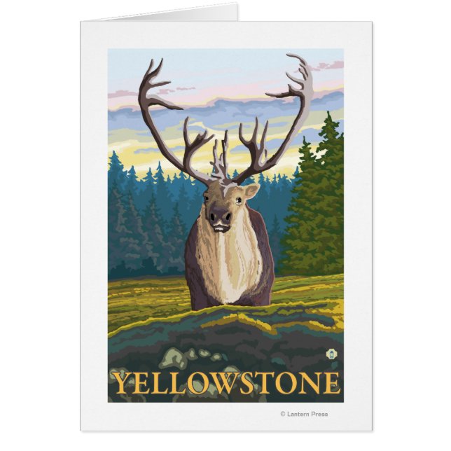 Caraïben in het wild - Yellowstone National (Voorkant)