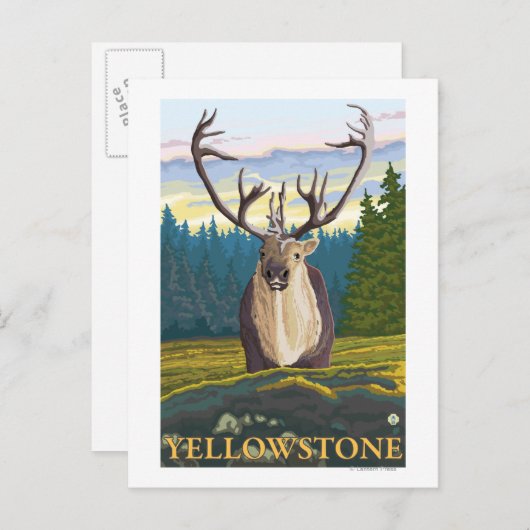 Caraïben in het wild - Yellowstone National Briefkaart (Voorkant / Achterkant)