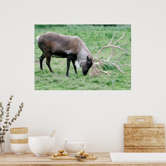 Caraïben met grote Antlers Poster (Keuken)