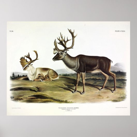 Caraïben of Amerikaans rendier van Audubon Poster (Voorkant)